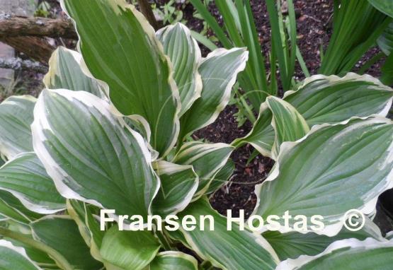 Hosta Duchess